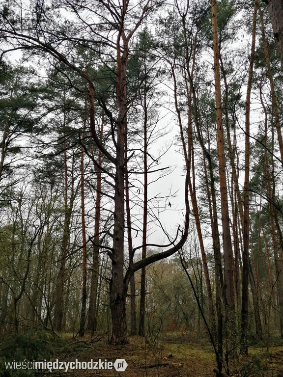 Wiosenne obrazki Agaty Wojtaszyk