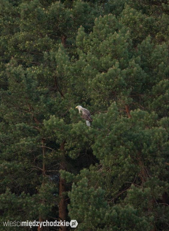 Orzeł bielik w powiecie międzychodzkim