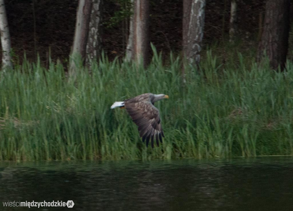Orzeł bielik w powiecie międzychodzkim