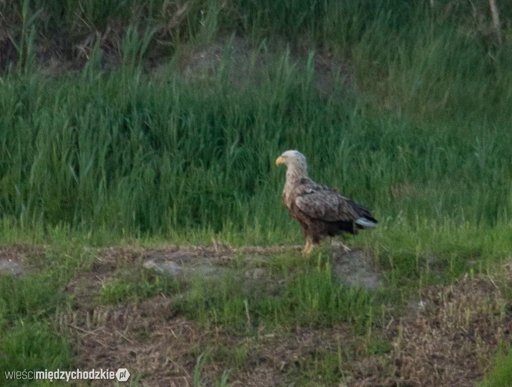 Orzeł bielik w powiecie międzychodzkim