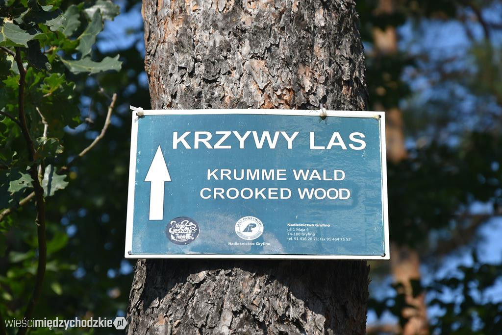 Wizyta w Krzywym lesie