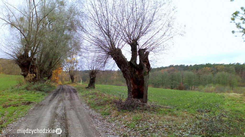 Wędrówka z Tucholi do rezerwatu przyrody