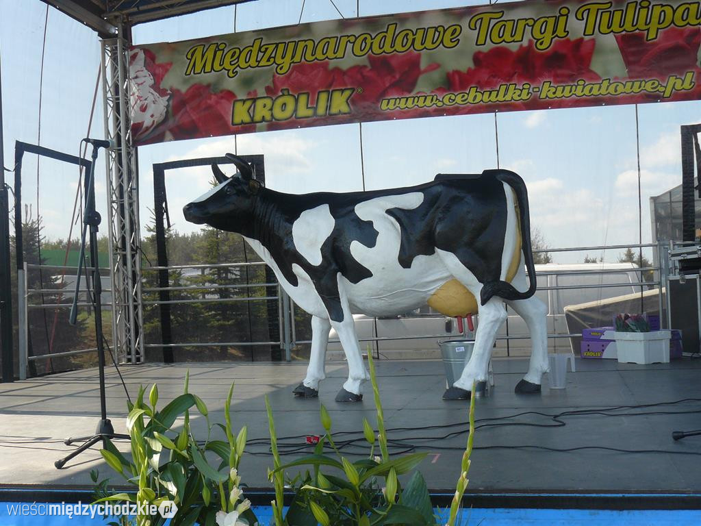 Grupa Fest na Targach Tulipanów w Chrzypsku