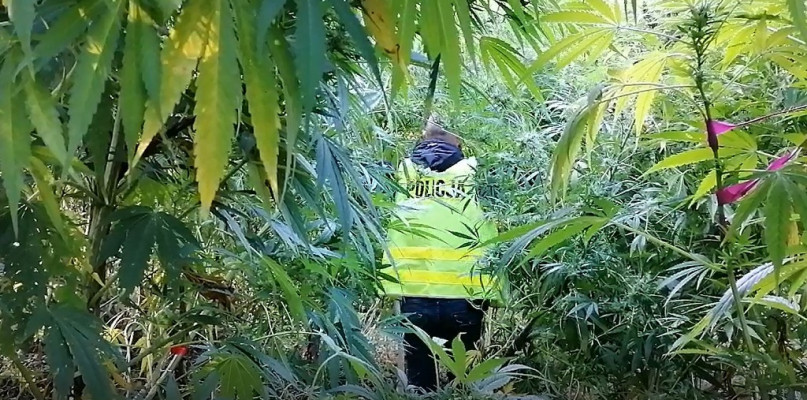 To nie dżungla a jedynie uprawa konopii w gminie Sieraków/foto: KPP Międzychód