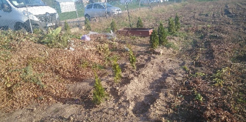 Złodziej ukradł 10 tui wykopując co drugą/foto: Przemysław Przybylski
