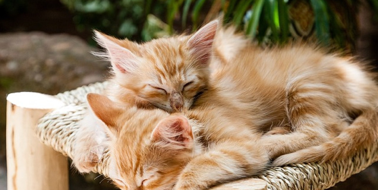 Personalizowane prezenty dla miłośników kotów