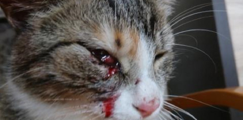 Takie obrażenia miał kot jednej z mieszkanek Kwilcza dwa lata temu. Czy w końcu to się skończy/foto:czytelniczka