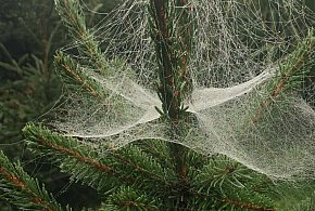 Kupujesz żywą choinkę na święta? Ten szczegół łatwo przeoczyć-10726