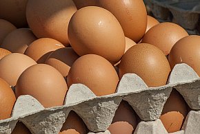 Salmonella wykryta w jajach! GIS wydał pilne ostrzeżenie-10746
